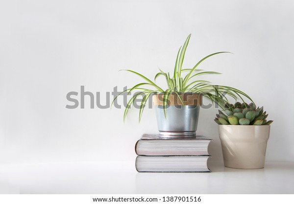 Succulent plant and a spider plant in\
different pots on top of books against white\
wall