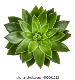 Succulent Plant Top View, Isolated On White Background. Echeveria.