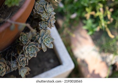 Succulent Plant Tower Made Of Stacked Ceramic Pots And Large White Gray Stone Potter