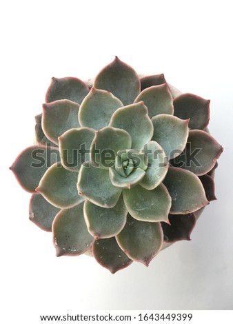 Succulent plant with white background, suculent on the corner of white background