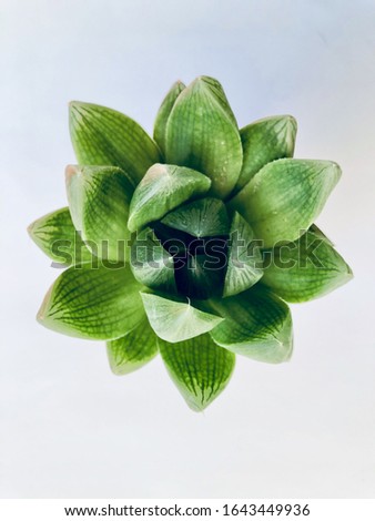 Succulent plant with white background, suculent on the corner of white background