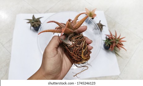 Succulent plant,Bare root aloe plant hybrid and another plant background,Abstract variegated succulents and pots on the windowsill. Aloe plant hybrid. Close-up.selective focus. - Powered by Shutterstock