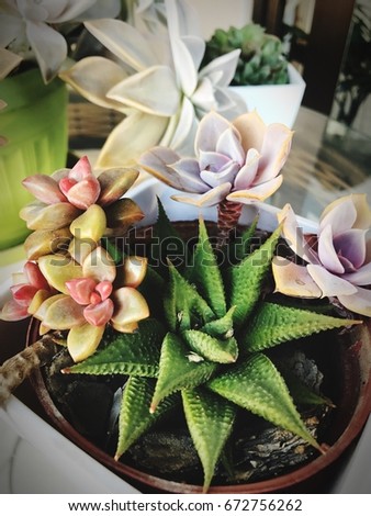 Succulent Plants