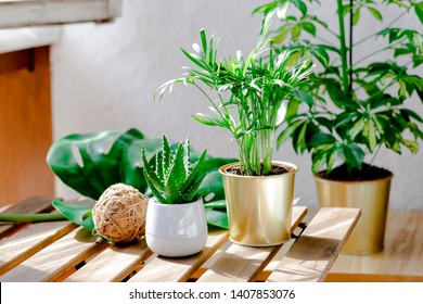 Succulent Plants Aloe And Palms In Different Pots. Potted House Plants And Coconut Ball Decor On Wooden Garden Table On The Balcony