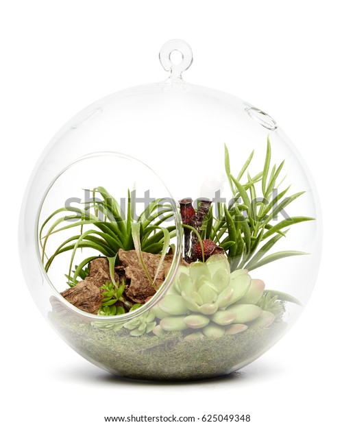 Succulent Plants Arrangement Decorative Ornaments Glass Stock