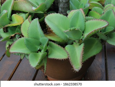 Succulent Plants Bryophyllum Daigremontiana Mother Thousands Stock ...