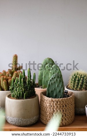 Succulent plants and cactuses on wooden shelve in pots, closeup. Green echeveria succulents and cactus plants collection with grey background at the plants shop.