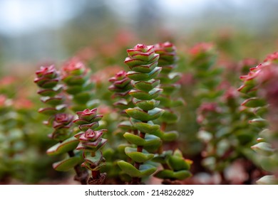 Succulent plants Crassula perforata also known as string of buttons. Native to South Africa.  - Powered by Shutterstock