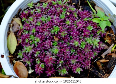 Succulent Plants In The Garden