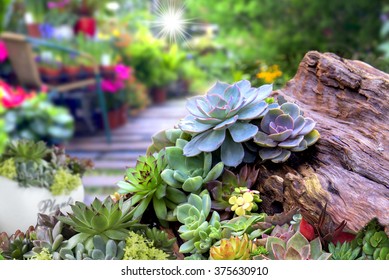 Succulent Plants In A Garden.