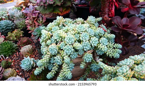 Succulent Plants In The Garden.  Sedum In Ceramic Pot. Colorful Home Jungle. Plant Collection Hobby