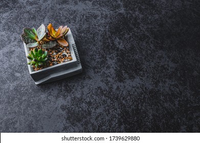 Succulent Plants Gardening Ideas. Stone Gardens And Small Trees. Decorate On The Desk While Working At Home To Relax. Small Garden, Landscape Design. Copyspace Or Dark Background.