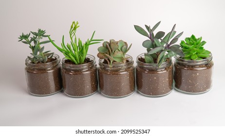 10,718 Money jar plant Images, Stock Photos & Vectors | Shutterstock