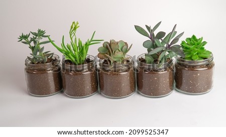 Succulent plants in jars lined up side by side. Organic plants on a white background. Selective focus on plants.
