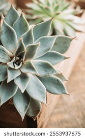 Succulent plants on the rustic background. Selective focus. Shallow depth of field.