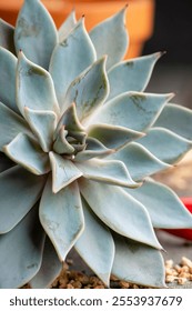 Succulent plants on the rustic background. Selective focus. Shallow depth of field.