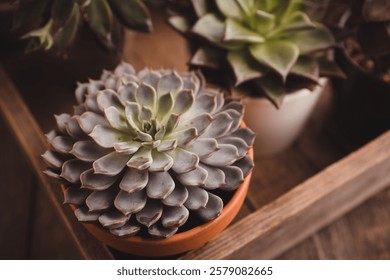 Succulent plants on the rustic background. Selective focus. Shallow depth of field.