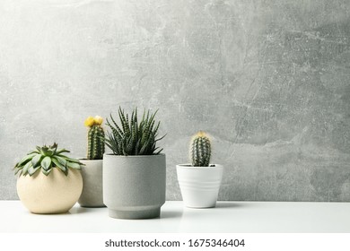 Succulent plants in pots against grey background. Houseplants - Powered by Shutterstock