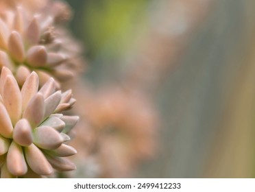 Succulent plants soft flora design selected focus decorative card with space for text. - Powered by Shutterstock