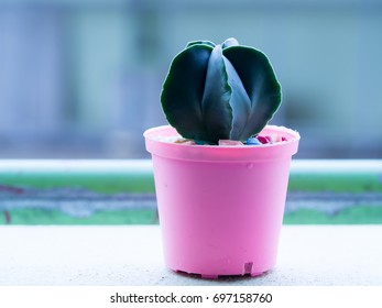 succulent in pot