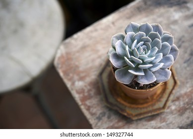 succulent pot on wooden table and round shape chair