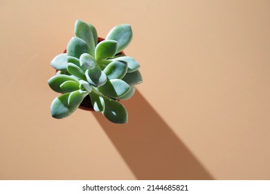 Succulent Potted Plant On Orange Background                     