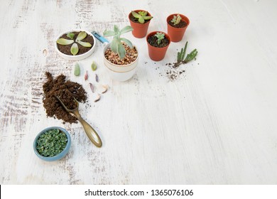 Succulent propagation with leaves, stem cuttings, plantlets and rootings. Gardening items of plants, pots, blade and potting soils. Top view and white background. - Shutterstock ID 1365076106