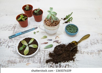 Succulent propagation with leaves, stem cuttings, plantlets and rootings. Items of pots, blade and potting soils. Top view and white background. - Shutterstock ID 1365076109