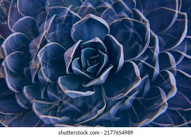 Succulent Rock rose closeup. Floral background with succulent plant White Mexican Rose closeup, top view, macro shot, full-frame background - Shutterstock ID 2177654989