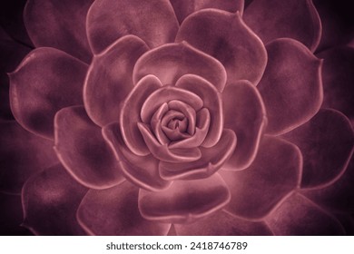 Succulent Rock Rose plant close up, top view. Pink colored Echeveria elegans, Mexican snowball, rose. Floral background. Flowering. Rosette. echeveria texensis rosea. Retro toned - Powered by Shutterstock