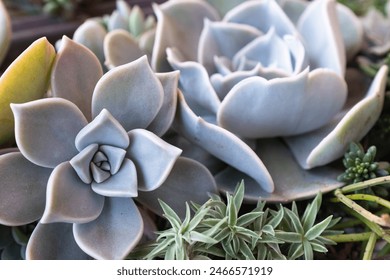 Succulent rosettes, selective focus. Composition of colorful echeveria plants for a poster, calendar, post, screensaver, wallpaper, postcard, banner, cover, website. High quality photography