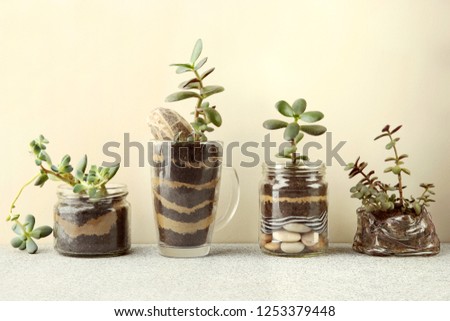 Succulent seedlings in glass jars. Succulent houseplants, crassula ovata, commonly known as jade plant, friendship tree, lucky plant, money tree and sedum Blue Carpet cuttings in transparent pot.
