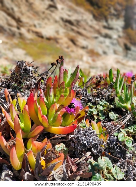 73,306 Coastal Plant Images, Stock Photos & Vectors | Shutterstock