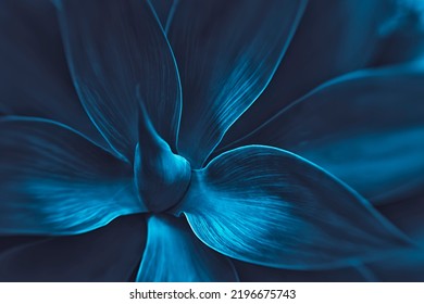 Succulent species agave attenuata leaves details, top view. Dragon plant. Cactus natural abstract floral pattern background, dark blue toned.  - Shutterstock ID 2196675743