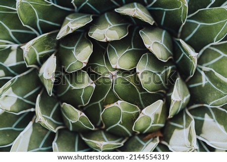 Succulent with symmetrical leaves, macro shot from the top.