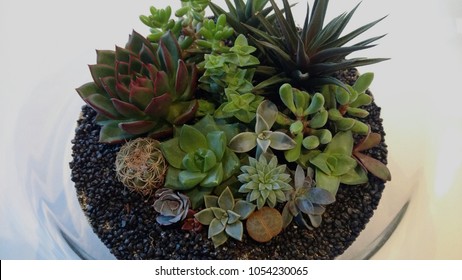 The Succulent Terrarium In A Glass Vase