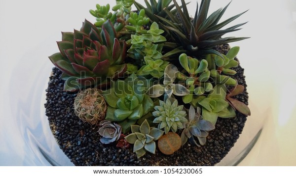 Succulent Terrarium Glass Vase Stock Photo Edit Now 1054230065