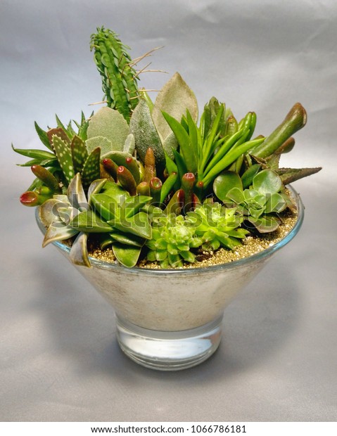 Succulent Terrarium Glass Vase Stock Photo Edit Now 1066786181