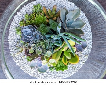 Succulent terrarium. High angle view - Powered by Shutterstock