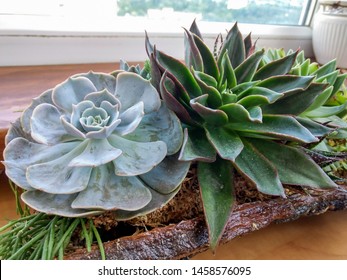 Succulent terrarium planted in a pine tree bark - Powered by Shutterstock