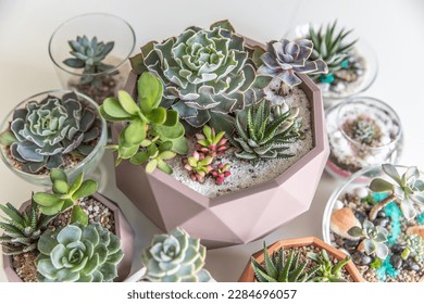 succulent terrarium in pot. florarium vase with plants. garden with miniature plants. Home indoor plants. DIY florarium.