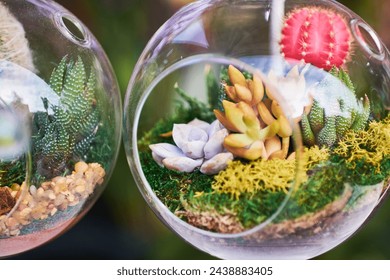 Succulent Varieties Arranged in a glass bowl terrarium - Powered by Shutterstock