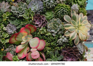 Succulent Wall At The Philadelphia Flower Show 2019