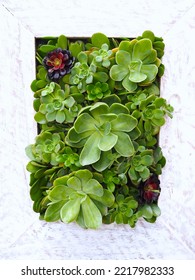 Succulent Wall Planter With White Timber Frame