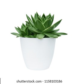 succulent in a white pot on a white background isolated