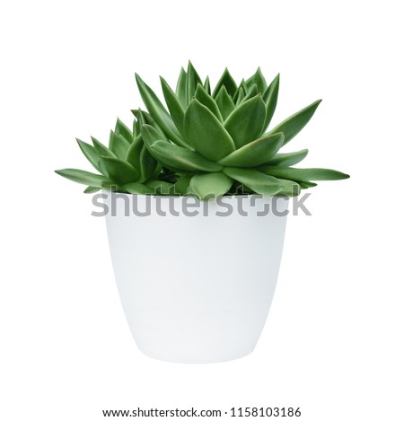 succulent in a white pot on a white background isolated