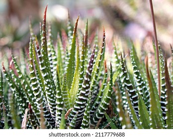 Succulent Zebra plant ,Haworthia Aloe Vera ,Pearl plant ,Zebra cactus ,Star window ,Cushion Aloe ,Haworthia fasciata South African succulent is family Asphodelaceae ,Attractive striped rosettes 