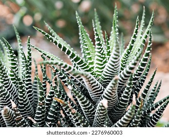 Succulent Zebra plant ,Haworthia Aloe Vera ,Pearl plant ,Zebra cactus ,Star window ,Cushion Aloe ,Haworthia fasciata South African succulent is family Asphodelaceae ,Attractive striped rosettes 