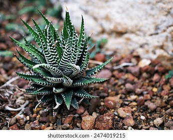 Succulent Zebra plant ,Haworthia Aloe Vera ,Pearl plant ,Zebra cactus ,Star window ,Cushion Aloe ,Haworthia fasciata South African succulent is family Asphodelaceae ,Attractive striped rosettes  - Powered by Shutterstock