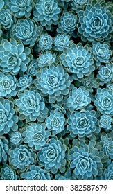 Succulents